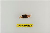 藏品(乳白南方招潮蟹)的圖片